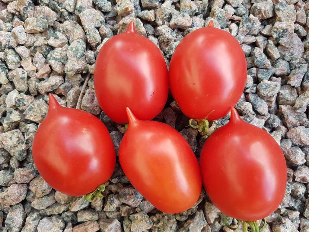 De Barao Royal, De Barao Tsarskij